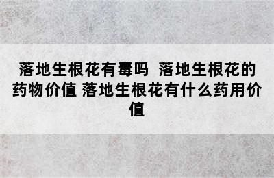 落地生根花有毒吗  落地生根花的药物价值 落地生根花有什么药用价值